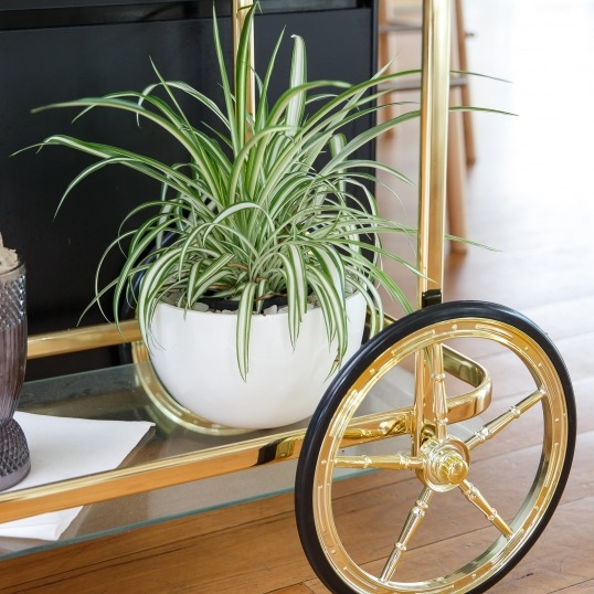 Living Green Indoor Plant Hire We specialise in the hire of natural indoor plants to businesses on the Mid North Coast--