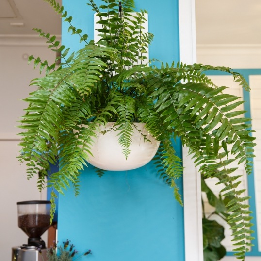 Living Green Indoor Plant Hire We specialise in the hire of natural indoor plants to businesses on the Mid North Coast--