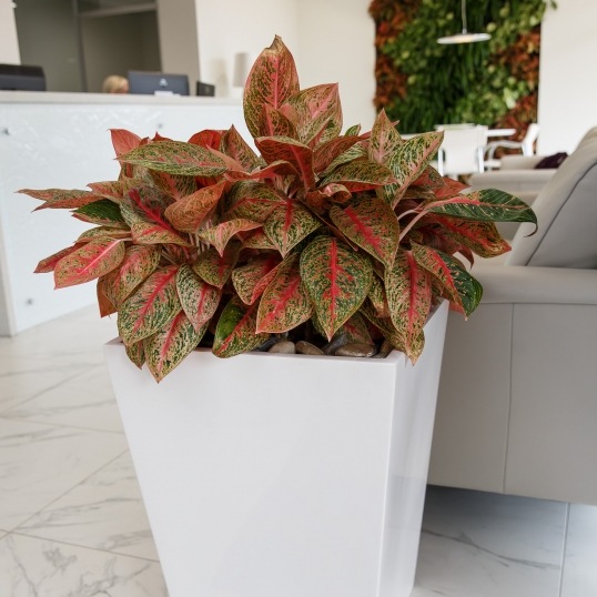Living Green Indoor Plant Hire We specialise in the hire of natural indoor plants to businesses on the Mid North Coast--