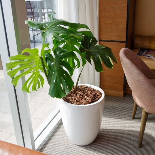 Living Green Indoor Plant Hire We specialise in the hire of natural indoor plants to businesses on the Mid North Coast--