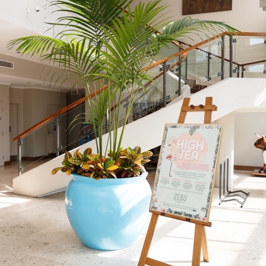 Living Green Indoor Plant Hire We specialise in the hire of natural indoor plants to businesses on the Mid North Coast--