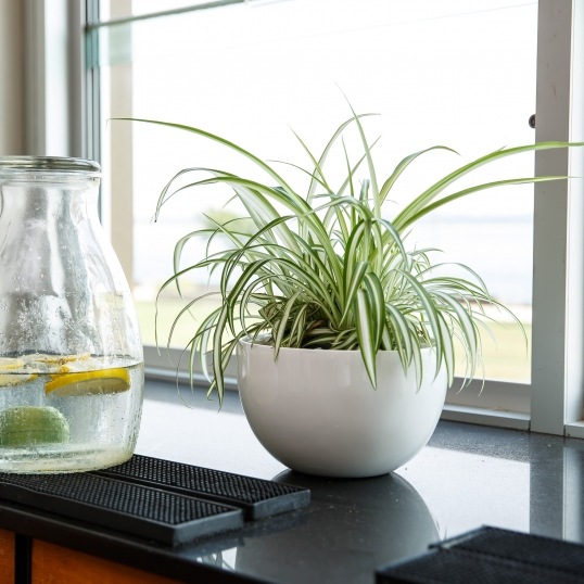 Living Green Indoor Plant Hire We specialise in the hire of natural indoor plants to businesses on the Mid North Coast--