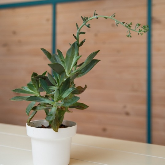 Living Green Indoor Plant Hire We specialise in the hire of natural indoor plants to businesses on the Mid North Coast--