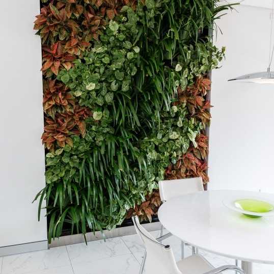 Living Green Indoor Plant Hire We specialise in the hire of natural indoor plants to businesses on the Mid North Coast--