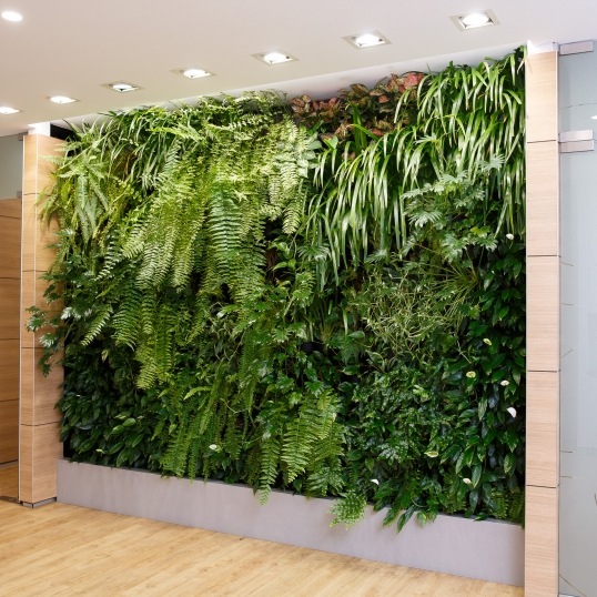 Living Green Indoor Plant Hire We specialise in the hire of natural indoor plants to businesses on the Mid North Coast--