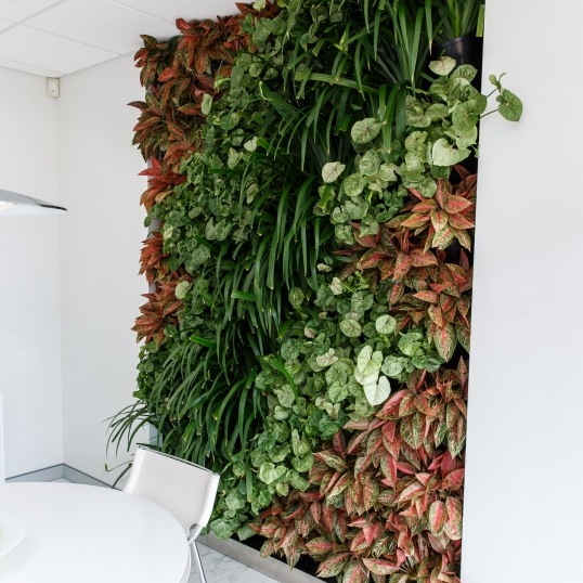 Living Green Indoor Plant Hire We specialise in the hire of natural indoor plants to businesses on the Mid North Coast--