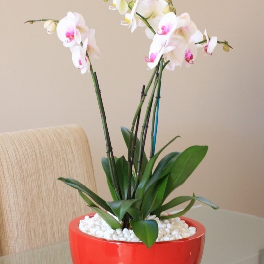 Living Green Indoor Plant Hire We specialise in the hire of natural indoor plants to businesses on the Mid North Coast--