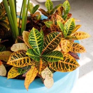 Free Design Consultation--