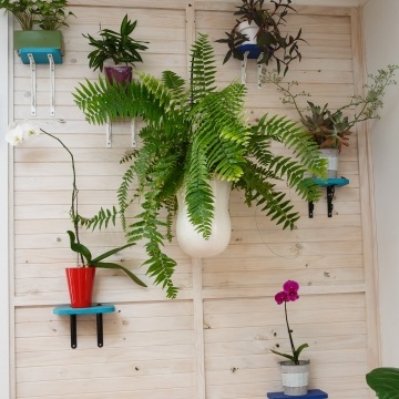 Indoor Plant Hire--