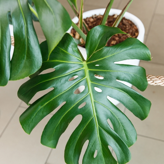 Living Green Indoor Plant Hire We specialise in the hire of natural indoor plants to businesses on the Mid North Coast