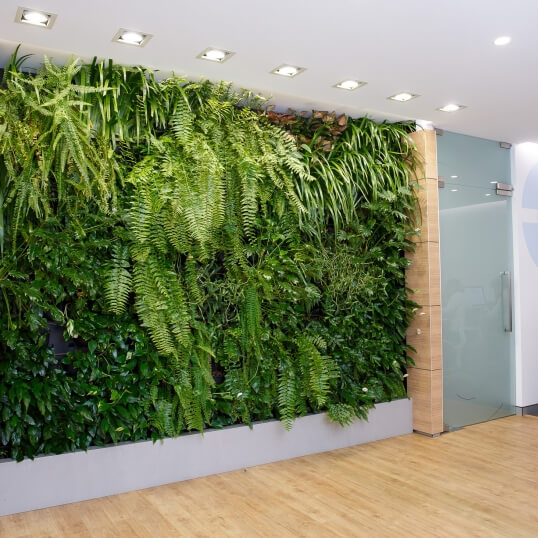 Living Green Indoor Plant Hire We specialise in the hire of natural indoor plants to businesses on the Mid North Coast