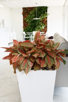 The-gallery - Living Green Indoor Plant Hire