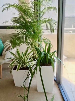 The-gallery - Living Green Indoor Plant Hire