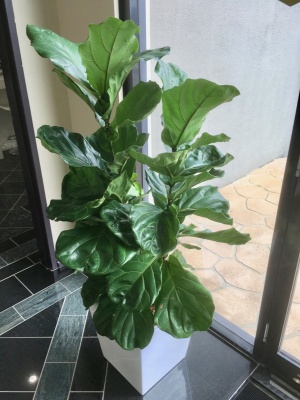 The-gallery - Living Green Indoor Plant Hire