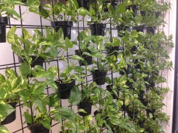 The-gallery - Living Green Indoor Plant Hire