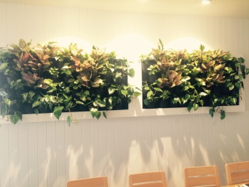 The-gallery - Living Green Indoor Plant Hire