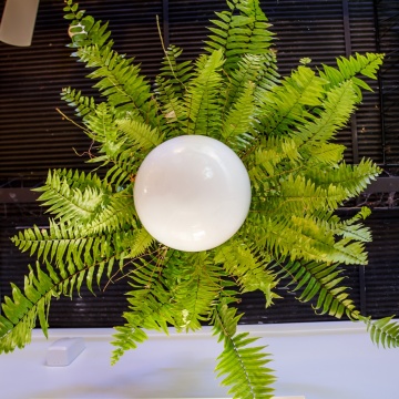 The-gallery - Living Green Indoor Plant Hire