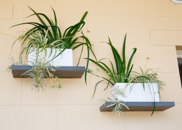 The-gallery - Living Green Indoor Plant Hire