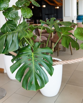 The-gallery - Living Green Indoor Plant Hire