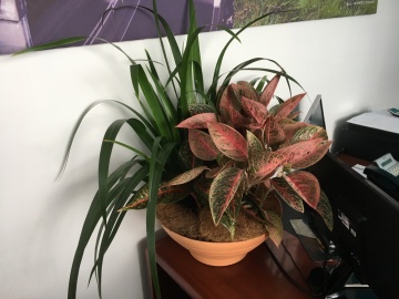 The-gallery - Living Green Indoor Plant Hire