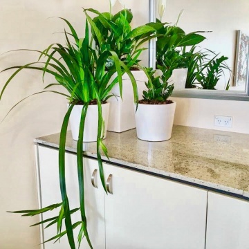 The-gallery - Living Green Indoor Plant Hire
