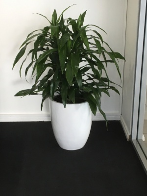 The-gallery - Living Green Indoor Plant Hire