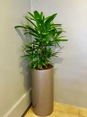 The-gallery - Living Green Indoor Plant Hire