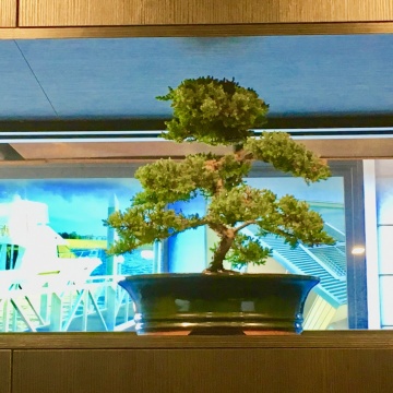 The-gallery - Living Green Indoor Plant Hire