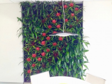 The-gallery - Living Green Indoor Plant Hire