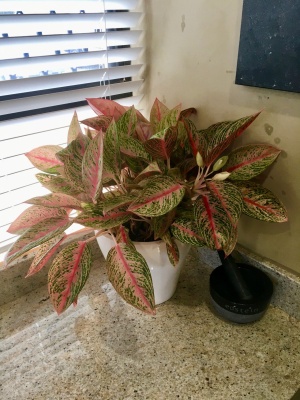 The-gallery - Living Green Indoor Plant Hire