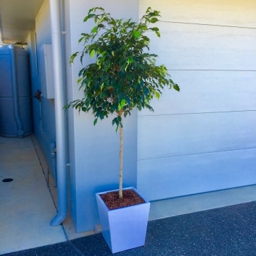 The-gallery - Living Green Indoor Plant Hire