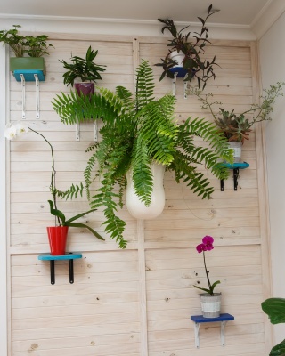 The-gallery - Living Green Indoor Plant Hire