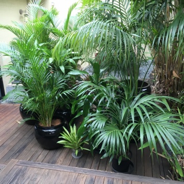 The-gallery - Living Green Indoor Plant Hire