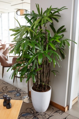 The-gallery - Living Green Indoor Plant Hire