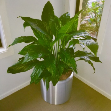 The-gallery - Living Green Indoor Plant Hire