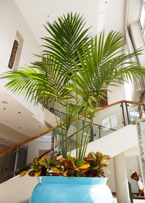 The-gallery - Living Green Indoor Plant Hire