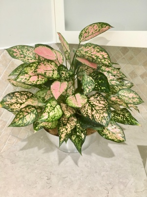 The-gallery - Living Green Indoor Plant Hire