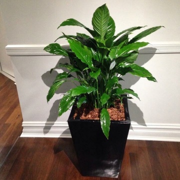 The-gallery - Living Green Indoor Plant Hire