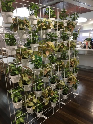 The-gallery - Living Green Indoor Plant Hire