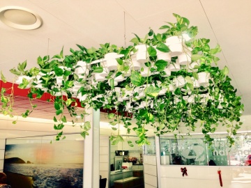 The-gallery - Living Green Indoor Plant Hire