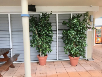 The-gallery - Living Green Indoor Plant Hire