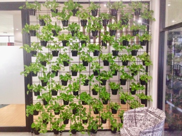 The-gallery - Living Green Indoor Plant Hire