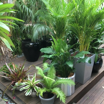 The-gallery - Living Green Indoor Plant Hire