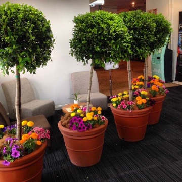 The-gallery - Living Green Indoor Plant Hire