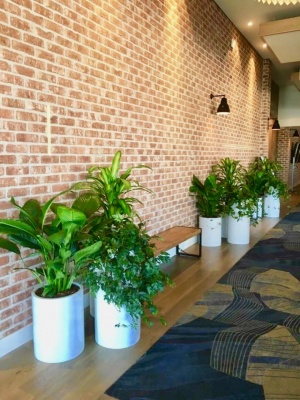The-gallery - Living Green Indoor Plant Hire