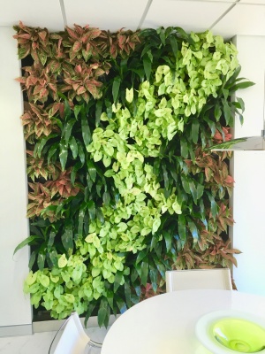 The-gallery - Living Green Indoor Plant Hire